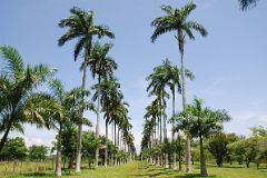 51 Cuba - Cienfuegos - Jardin Botanico - Garden Drive Royal Palms